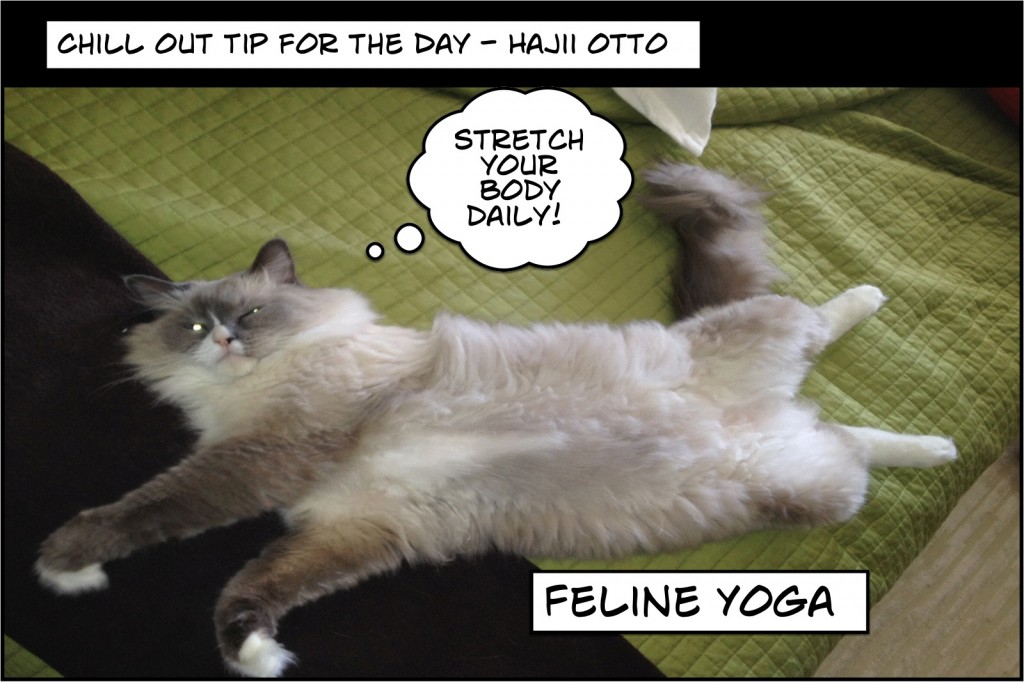 Feline Yoga 1024x682 Stretch Out Your Body 3x Daily